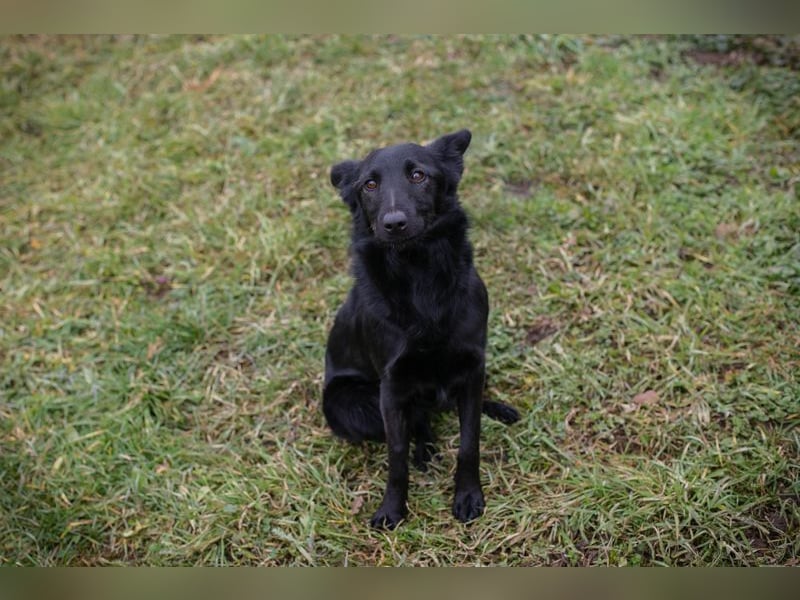 MAVI - die hübsche Maus mag Menschen und Artgenossen und sucht ein tolles Zuhause