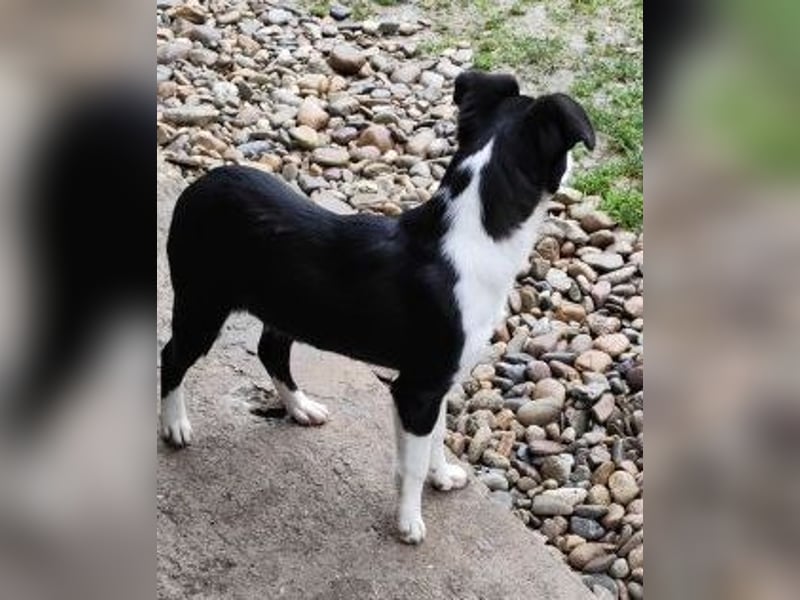 Welpe DITTA - ich mag andere Hunde und Menschen und suche ein liebevolles Zuhause