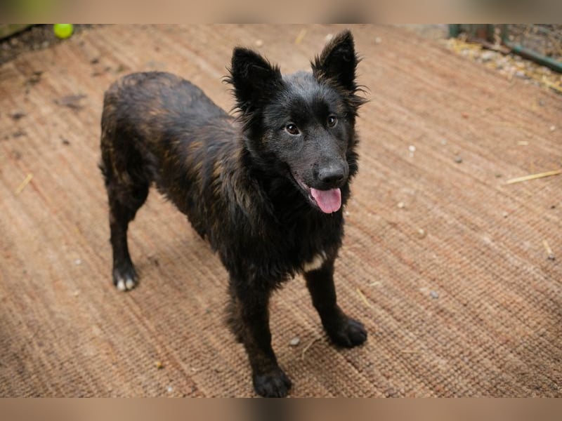 ONYX - ich suche eine Familie die mich liebt, mit mir lernt + mich nie mehr alleine lässt