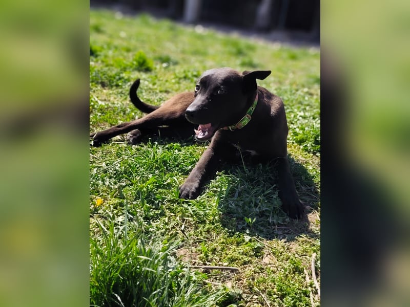 LILI - da wird wohl etwas von einem Labrador dabei sind!