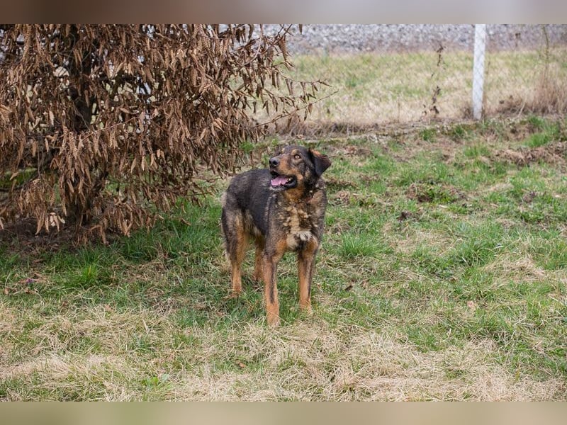 JOSCHI II - der vorsichtige Rüde sucht ein hundeerfahrenes Zuhause!