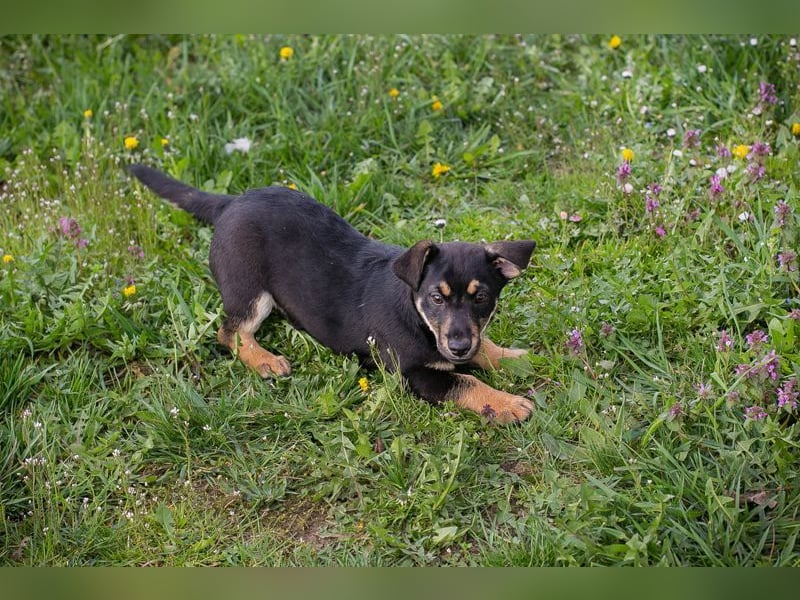 Welpe Chip Nr. 271651 - ich freue mich auf tolle Abenteuer mit meinen Menschen!