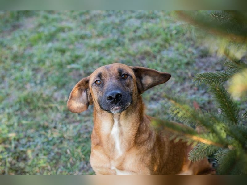 HAZEL - ich freue mich auf ein tolles Leben mit meinen Menschen!