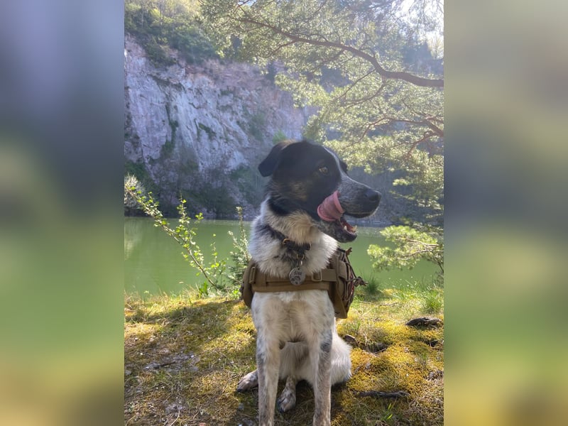 BONNI - Sensible, feinfühlige, ruhige Junghündin sucht ihre Familie