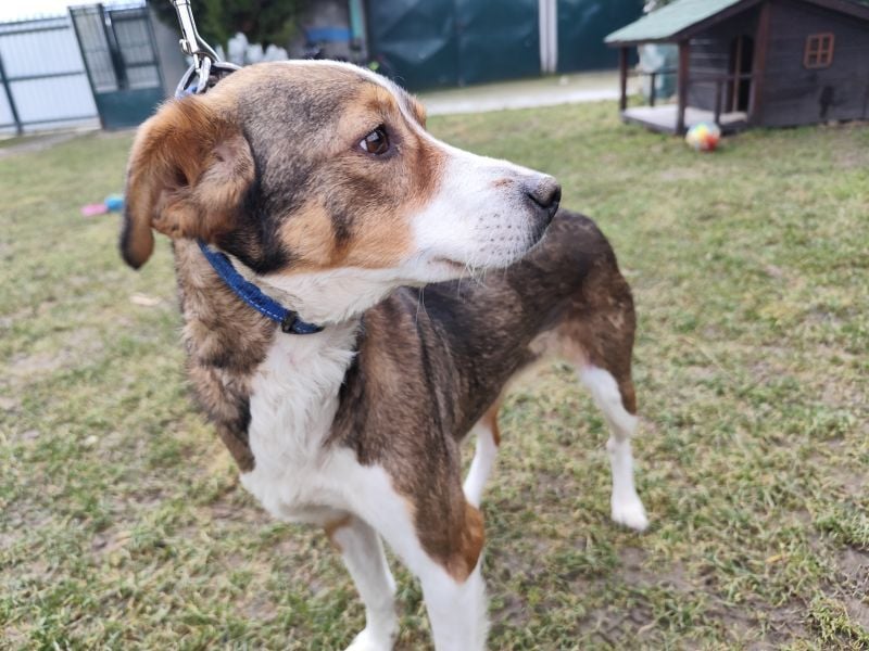 MAYA - die liebe und zutrauliche Hündin wartet gespannt auf ihre Menschen!