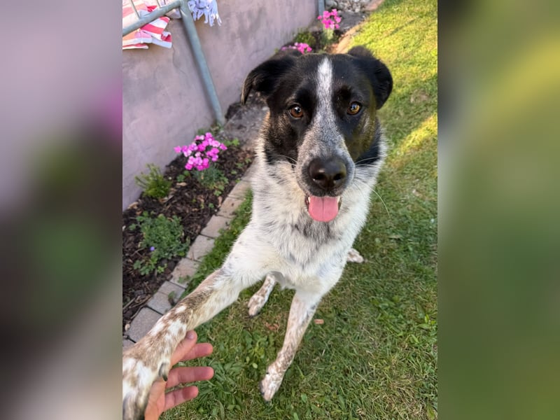 BONNI - Sensible, feinfühlige, ruhige Junghündin sucht ihre Familie