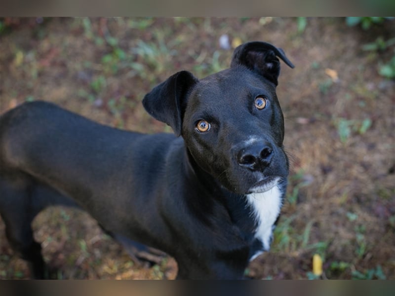 Böll - Aktiv und interessiert sucht er seine Familie die viel mit ihm trainiert und unternimmt