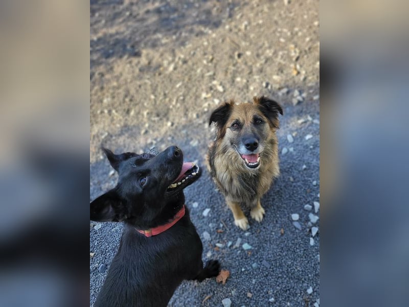 SANTE - wer eine ruhige, liebe und menschenbezogene Hündin sucht, der ist hier richtig!