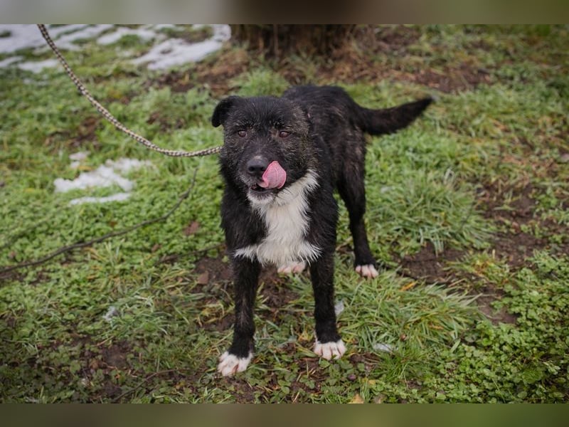 SMOKIE - wer zeigt mir, wie schön ein Hundeleben sein kann?