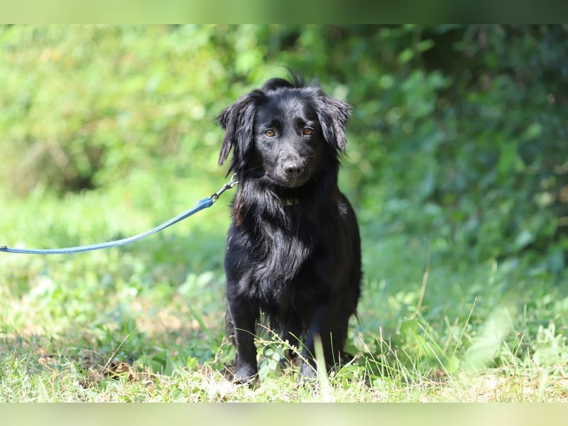 SID - wer möchte mit mir spielen, kuscheln und lernen und mir ein tolles Für-Immer Zuhause schenken?