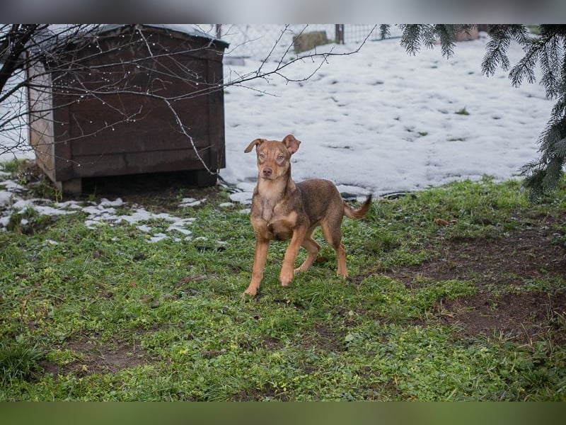 Welpe MERLE - wer verliebt sich in mich und schenkt mir ein tolles Zuhause?