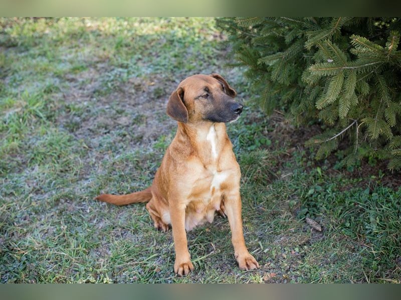 HAZEL - ich freue mich auf ein tolles Leben mit meinen Menschen!