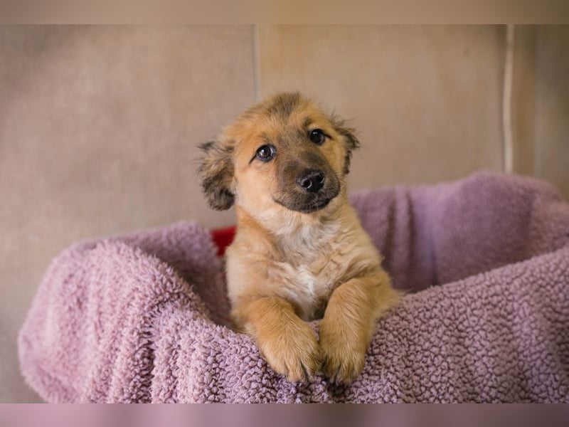 Welpe TILLY - ich suche eine Familie, die mich liebt, beschützt und nie mehr alleine lässt