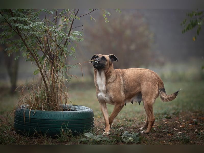 CARI - die brave und liebevolle Hündin träumt davon, ihre Familie überall hin begleiten zu dürfen