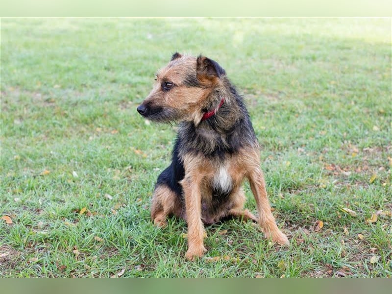 NOLA - die liebe Maus ist noch sehr vorsichtig und sucht hundeerfahrene, geduldige Menschen