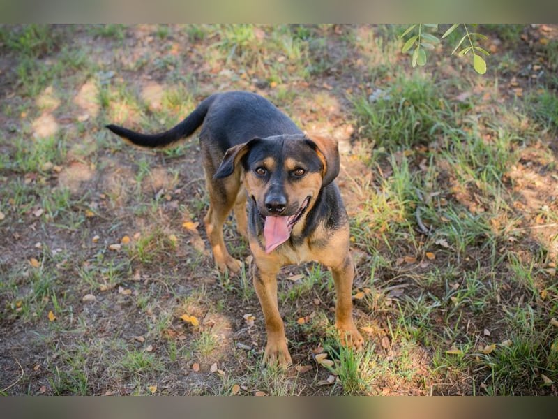 NICO - lernen, toben, kuscheln, mit meiner Familie und mit Artgenossen spielen - das wünsch ich mir!