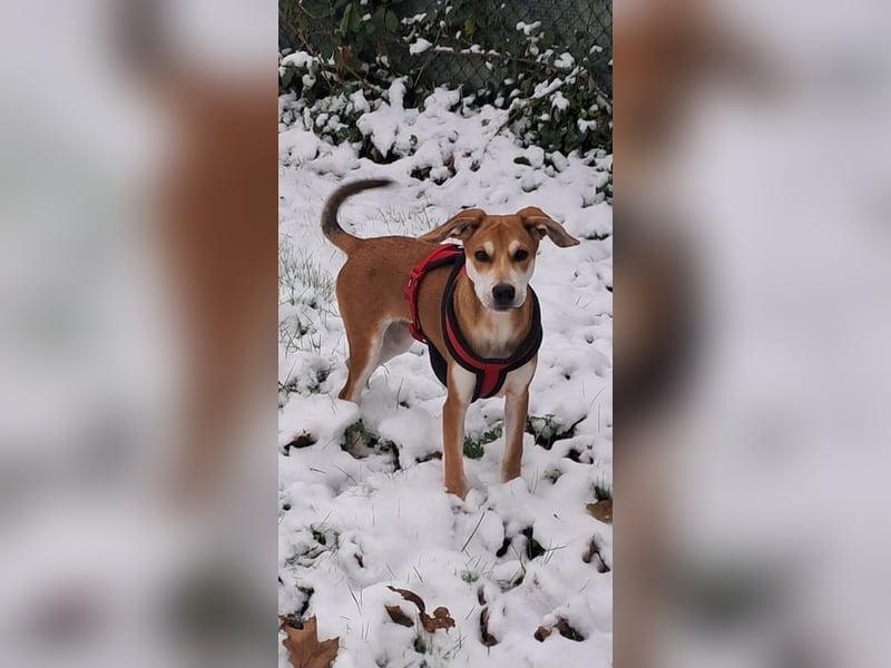 CHARLY - ich suche ein hundeerfahrenes Zuhause - am liebsten ohne kleine Kinder!