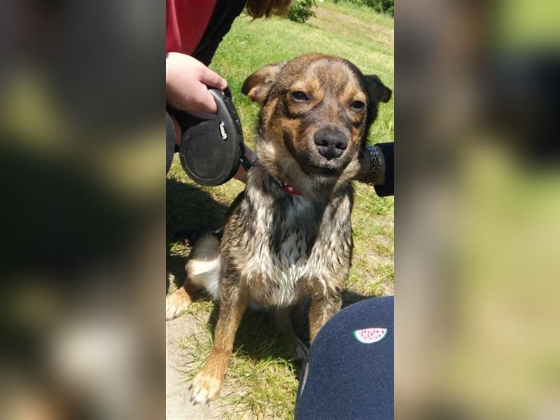 ALICE - die liebe Hündin ist sehr verschmust und träumt von einem tollen Für-Immer Zuhause