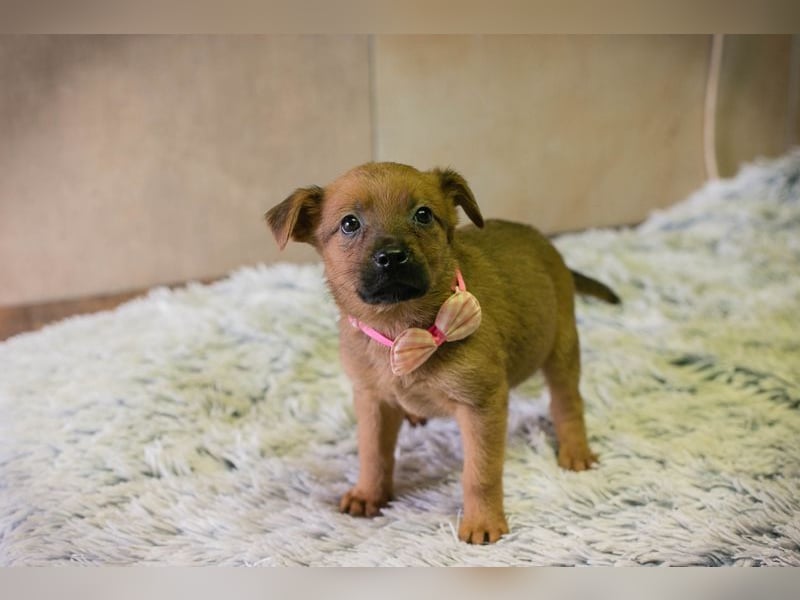 Welpe AIKA - die aufgeweckte kleine Maus freut sich auf ihre eigene Familie!