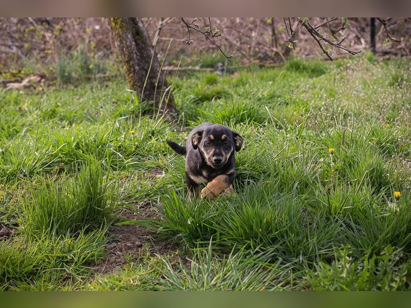 Welpe Chip Nr. 271651 - ich freue mich auf tolle Abenteuer mit meinen Menschen!