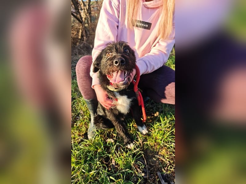 Welpe FLORIAN - knuddeln, spielen, lernen - wer schenkt mir sein Herz und ein Zuhause?