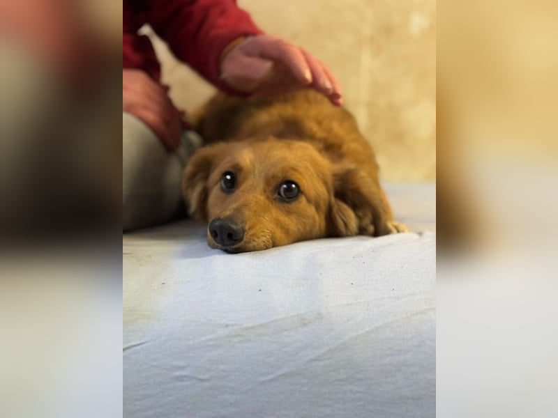 JARAH - welche einfühlsame Familie zeigt der schüchternen Maus, wie schön das Leben sein kann?