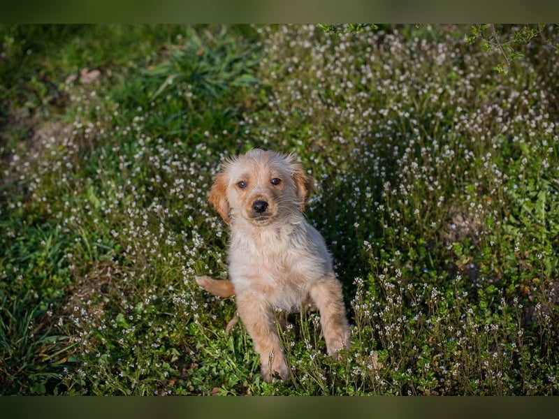 Welpe ULLI - schenkst du mir dein Herz und ein liebevolles Zuhause?