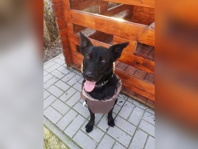 SANTE - wer eine ruhige, liebe und menschenbezogene Hündin sucht, der ist hier richtig!