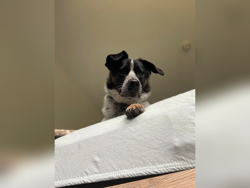 BONNI - Sensible, feinfühlige, ruhige Junghündin sucht ihre Familie