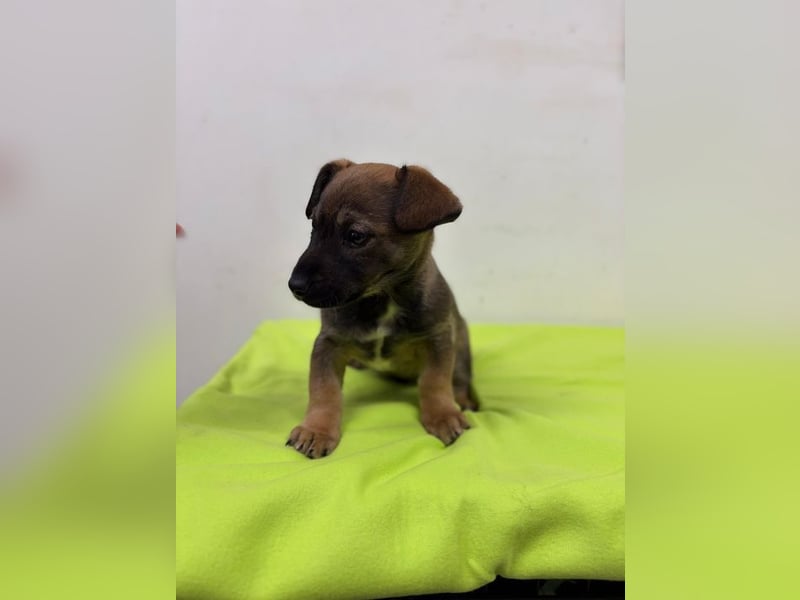 Welpe KARLI - der unternehmungslustige kleine Racker möchte mit seinen Menschen die Welt entdecken!