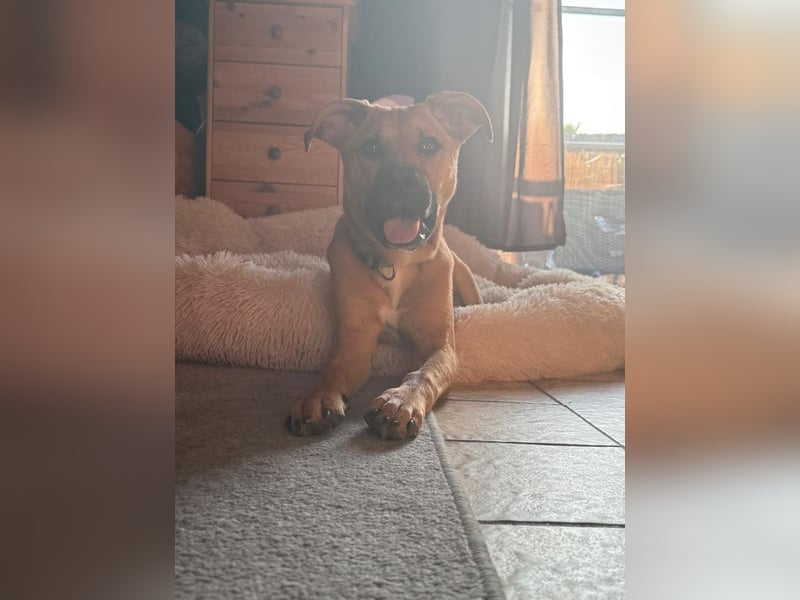 SAMMY - der hübsche junge Mann sucht ein Zuhause bei hundeerfahrenen Menschen!