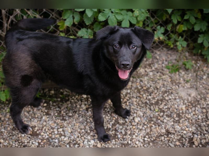 GITTA - die verspielte und unternehmungslustige Hündin möchte mit ihren Menschen die Welt entdecken