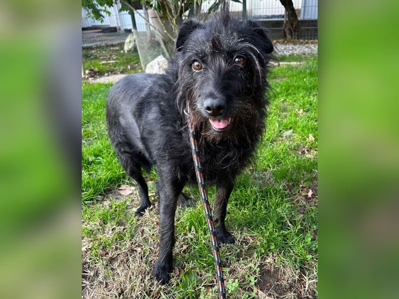 SHANI (ehem. SHY) - ich habe es geschafft und suche jetzt eine liebe, geduldige Familie!