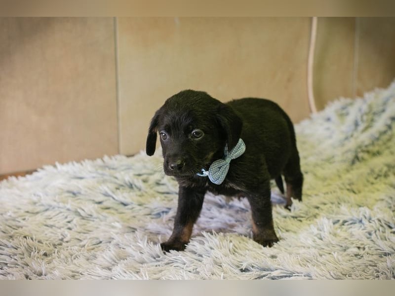 Welpe BAGHIRA - ich träume von tollen Erlebnissen mit meinen Menschen!