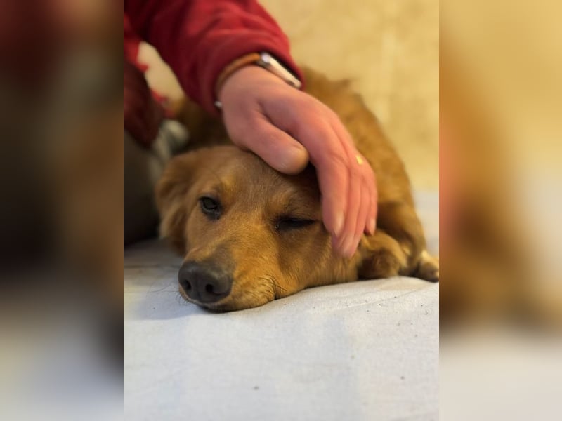 JARAH - welche einfühlsame Familie zeigt der schüchternen Maus, wie schön das Leben sein kann?