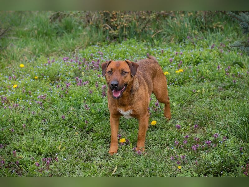 RUSTY - der aktive Rüde liebt die Nähe zu den Menschen und er freut sich, wenn er lernen darf
