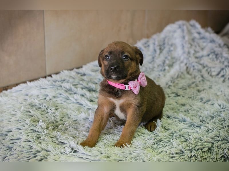 Welpe AMBER - knuddeln, lernen, spielen - schenkst du mir dein Herz und ein Zuhause?