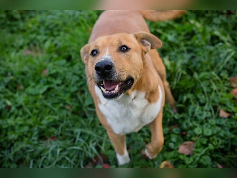 FIDUZ - der neugierige, fröhliche Rüde freut sich auf eine unternehmungslustige Familie