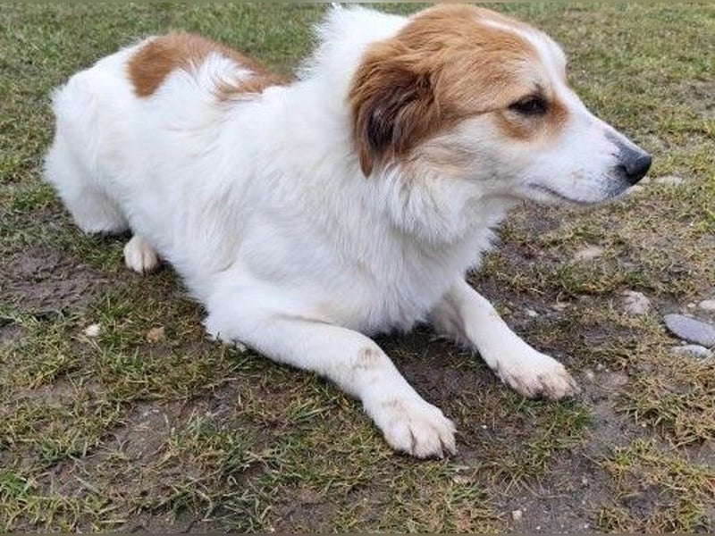 MALVA - wer schenkt mir sein Herz und ein Zuhause?