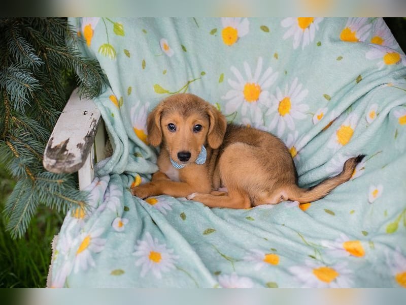 Welpe IBU - kuscheln, schmusen, lernen... schenkst du mir ein Zuhause?