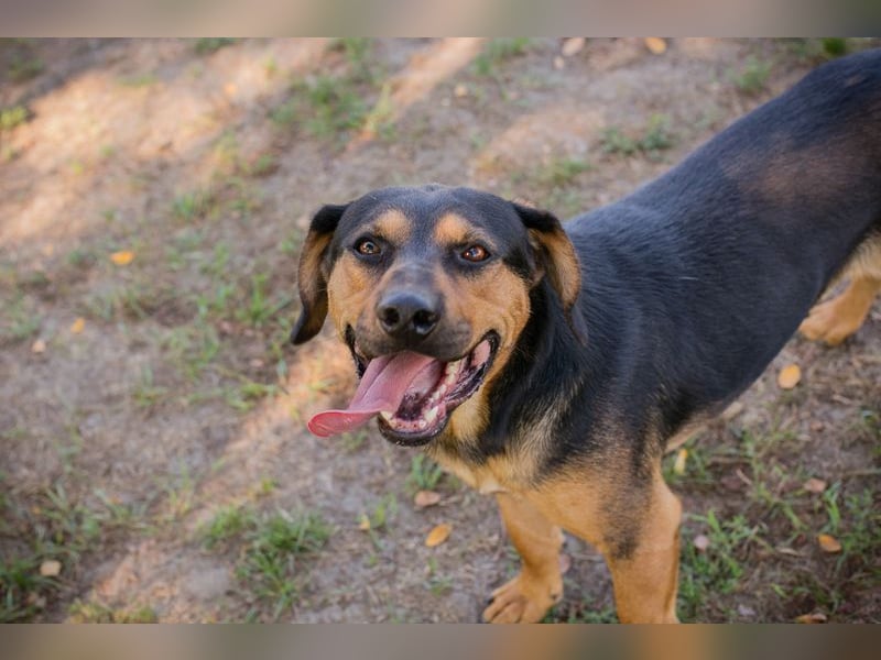 NICO - lernen, toben, kuscheln, mit meiner Familie und mit Artgenossen spielen - das wünsch ich mir!