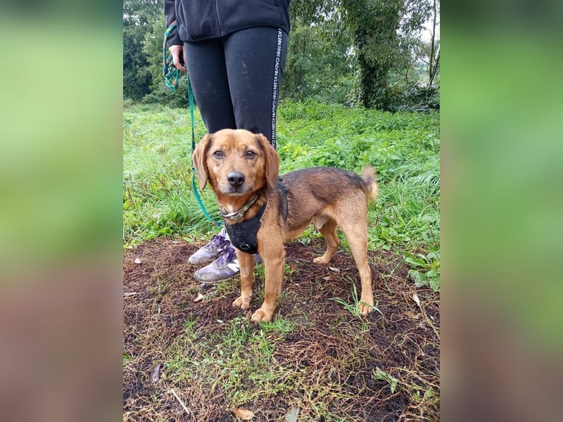 BAILEY - wer zeigt dem fröhlichen, dankbaren Rüden, wie schön ein Hundeleben sein kann?