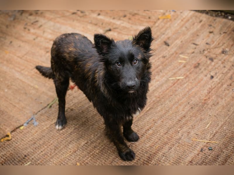 ONYX - ich suche eine Familie die mich liebt, mit mir lernt + mich nie mehr alleine lässt