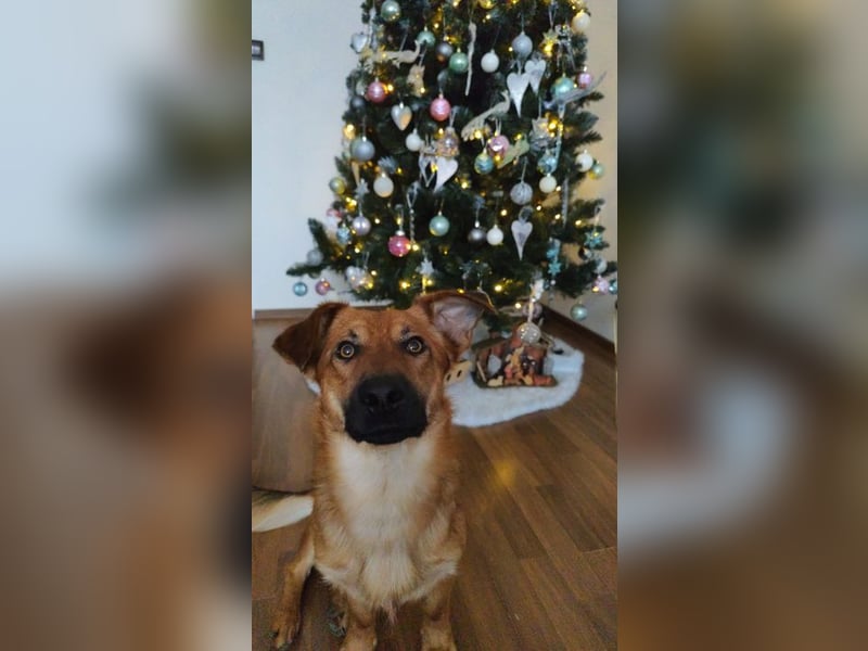 FOXY - ich wünsche mir eine liebevolle Familie, die mir zeigt wie schön ein Hundeleben sein kann...