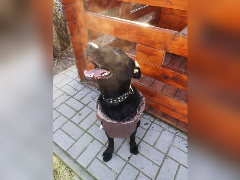 SANTE - wer eine ruhige, liebe und menschenbezogene Hündin sucht, der ist hier richtig!