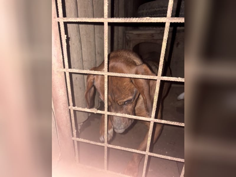 KARLCHEN - der freundliche und anhängliche Rüde ist auf der Suche nach einer eigenen Familie