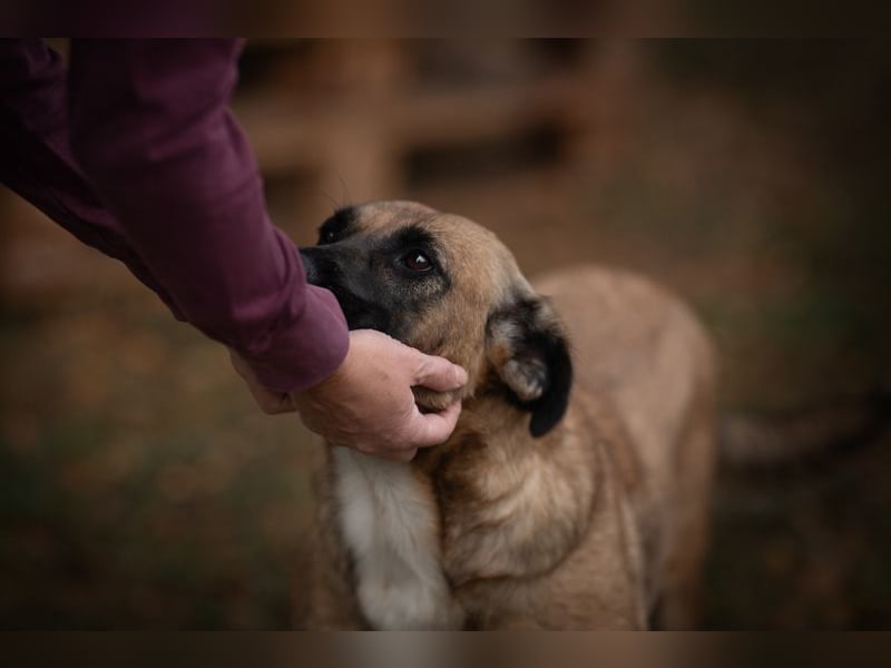 CARI - die brave und liebevolle Hündin träumt davon, ihre Familie überall hin begleiten zu dürfen