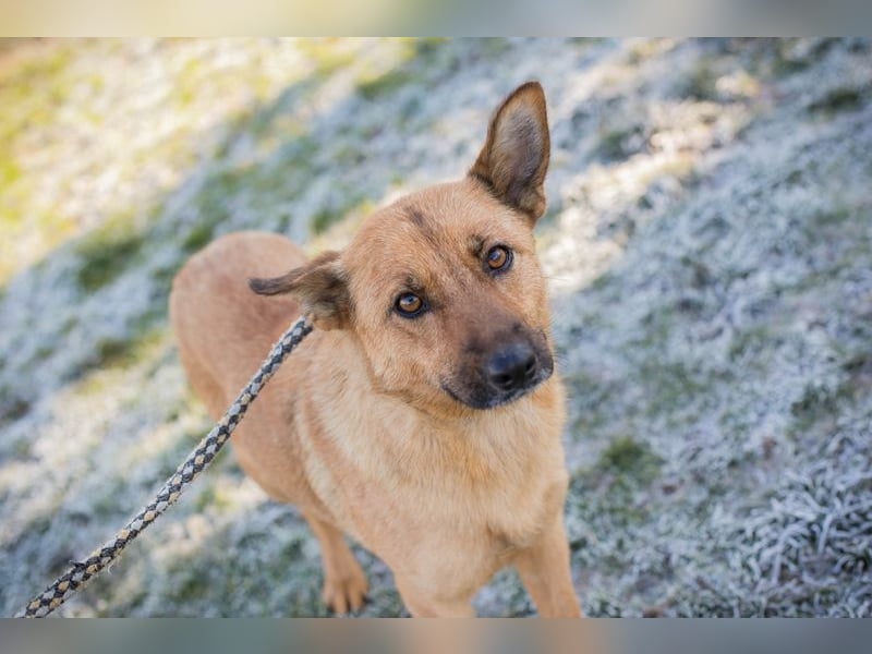 ROSALINA - die süße Hündin träumt von einem tollen Für-Immer Zuhause