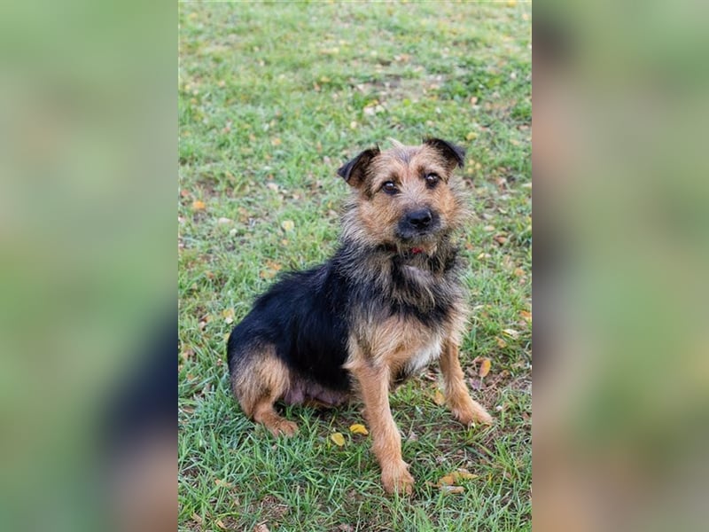 NOLA - die liebe Maus ist noch sehr vorsichtig und sucht hundeerfahrene, geduldige Menschen