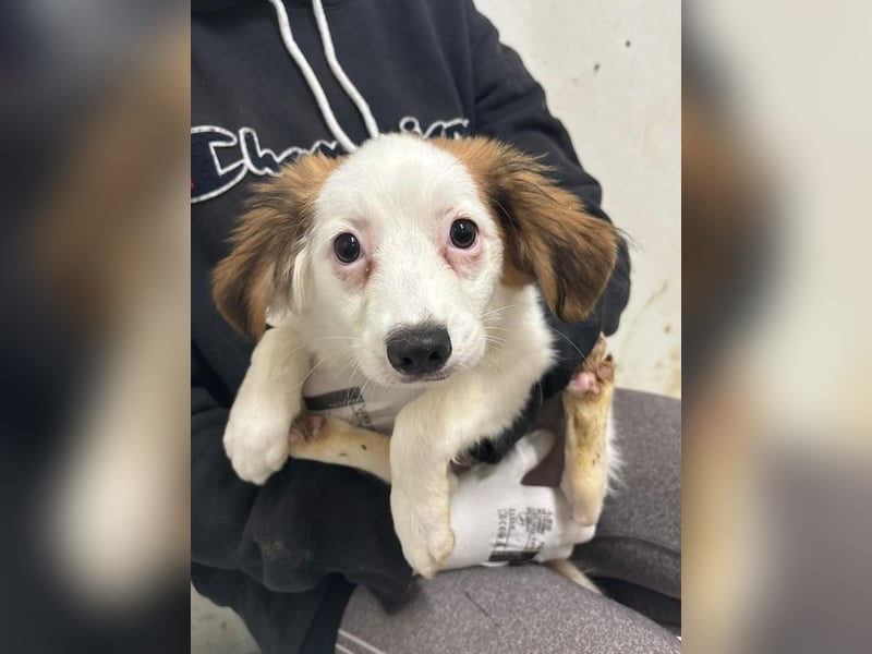 Welpe JULIETTE - die ängstliche Maus sucht ein liebevolles, geduldiges, hundeerfahrenes Zuhause